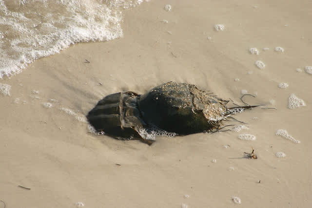 Florida Beachgoers Can Help Biologists Monitor Spawning Horseshoe Crabs