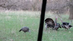 Turkey Decoys and Gobbling Fans