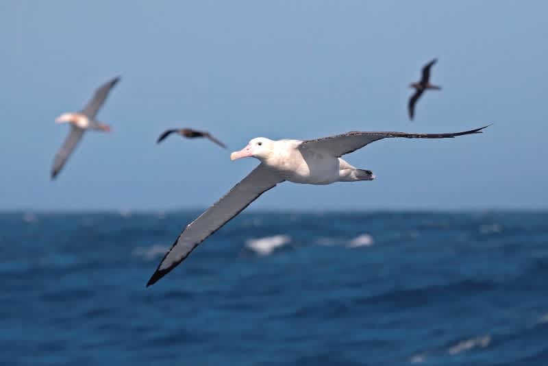 Worrying Declines for World’s Seabirds