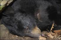 Arkansas’s Bear Harvest Continues to be Strong