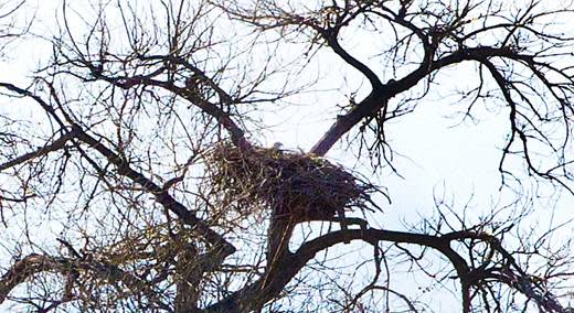 Bald Eagle Pair Nesting at Barr Lake in Colorado