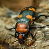 Colorful Endangered Beetle to Return to Southwest Missouri