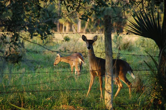 Captive Deer Test Positive for Chronic Wasting Disease in Missouri