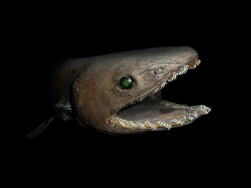 Rare “Living Fossil” Shark Video From Japan