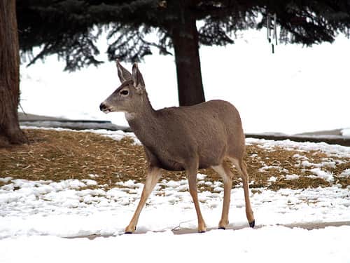 Indiana Deer Harvest Down in 2011, But Still 4th Best