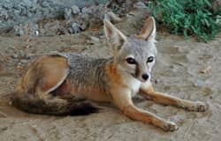 Endangered San Joaquin Kit Foxes Act as Good Neighbors in Kern County, California