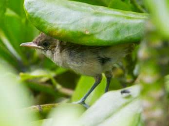 Free-flying Millerbird Chick on Laysan Marks Giant Step Forward for Conservation of Species
