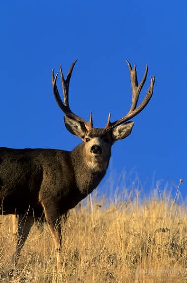 Mule Deer Documentary Explores the “Icon of the West” on Sportsman Channel