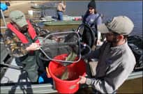 Arkansas’ Lower White Oak Lake Repairs Continue with Fish Capture