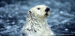 Record Number of Dead Sea Otters Found in 2011