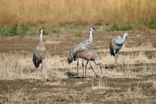 Unique Chance to See and Hear Sandhill Cranes in Utah