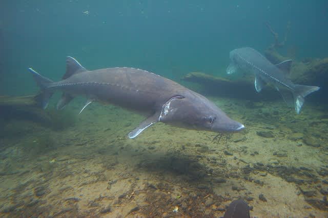 Rock and Roe? Sturgeon Sing While Spawning