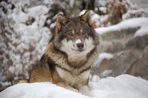 U.S. Fish and Wildlife Service and State Agencies Release 2011 Report for the Northern Rocky Mountain Wolf Population