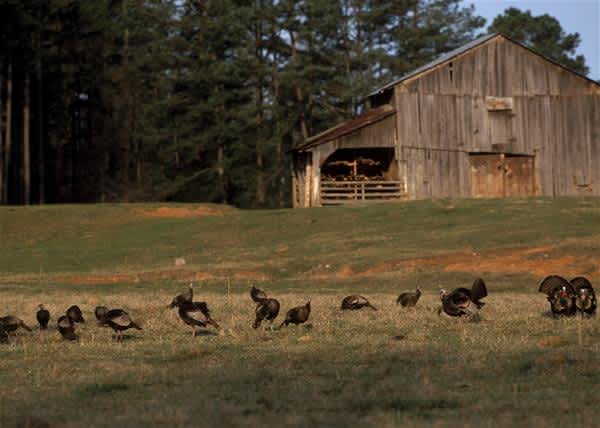 Why Scattering Turkeys Can Sometimes Be a Good Idea