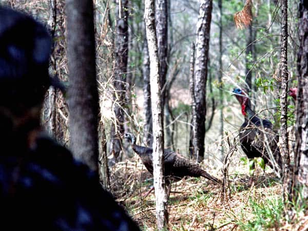 Good Ol’ Turkey Hunting Tales