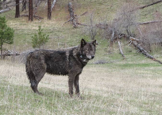 Oregon Wolf Collared Today