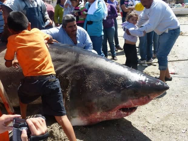 Two-Thousand Pound Great White Shark Hauled Out of the Gulf of California