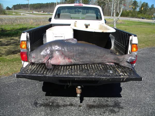 Alabama Blue Catfish State Record Shattered with 120 Pound Beast