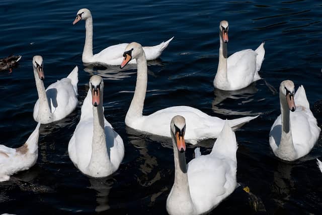 Michigan May Open a Limited Hunting Season for Invasive Mute Swans
