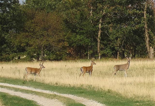 Illinois May Become a Three Buck State