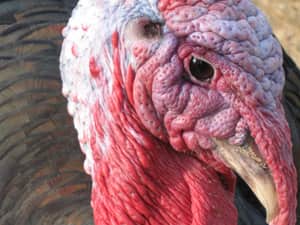 Video: Two Turkeys with One Shot