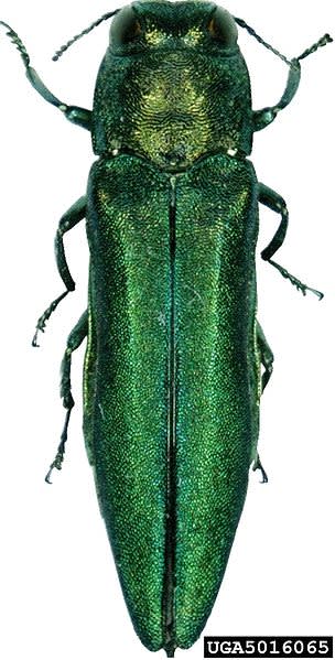 Emerald Ash Borers Found Spread Further East Than Ever Before