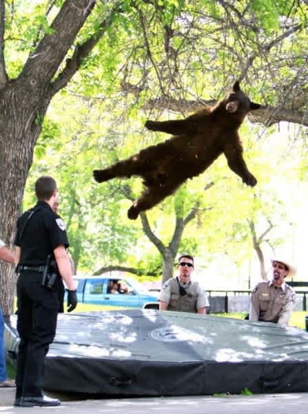 Tranquilized Bear Stuns University Students with Fall from Tree