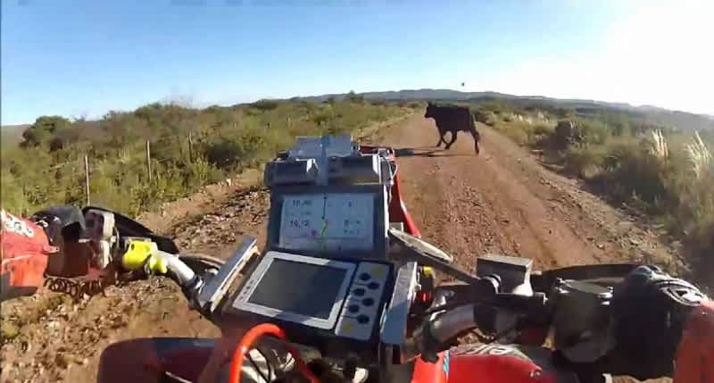 Video: Argentinian Rally Cross Rider Hits Cow During Race