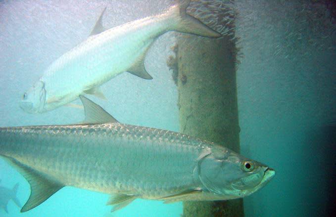 Study Reveals New Information About Tarpon Movement, Ask Anglers for Help Collecting DNA
