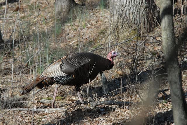 How To Set Up on a Gobbler Strutting in the Field