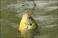 Bream are Plentiful and in Many Forms in Arkansas