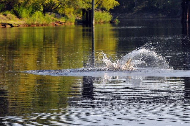 They’re back; Sturgeon Returning to Florida’s Suwannee River