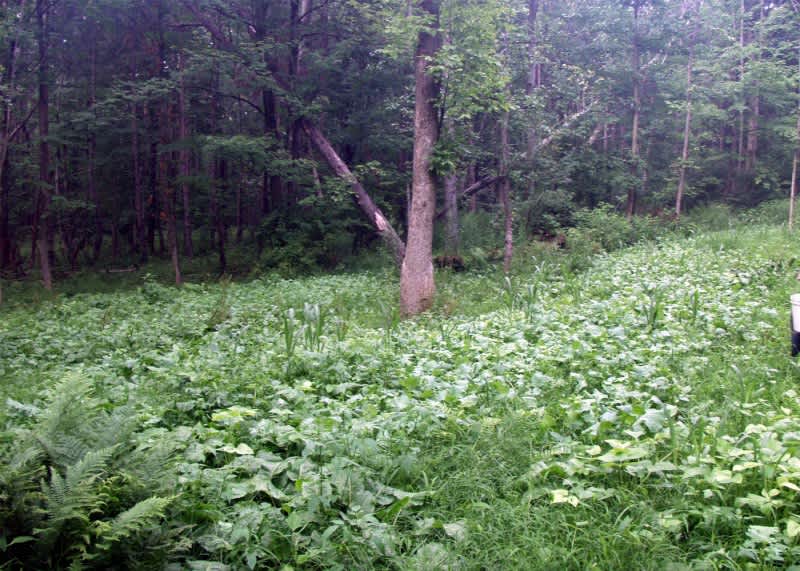 Whitetail Food Plots: Honey Holes for All Acreage, Part 1