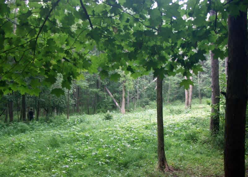 Whitetail Food Plots: Honey Holes for All Acreage, Part 4
