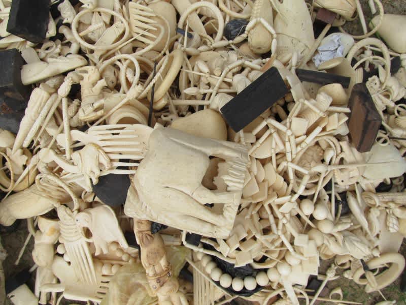 Gabon to Burn Entire Ivory Stockpile in Effort to Combat Illegal Wildlife Trafficking