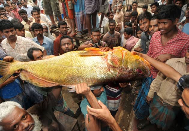Rare Golden Snapper Snaps up $38,000 Price Tag in Bangladesh