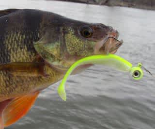Productive Patterns for Portly Spring Perch