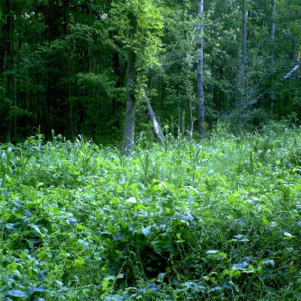 Whitetail Food Plots: Honey Holes for All Acreage, Part 3