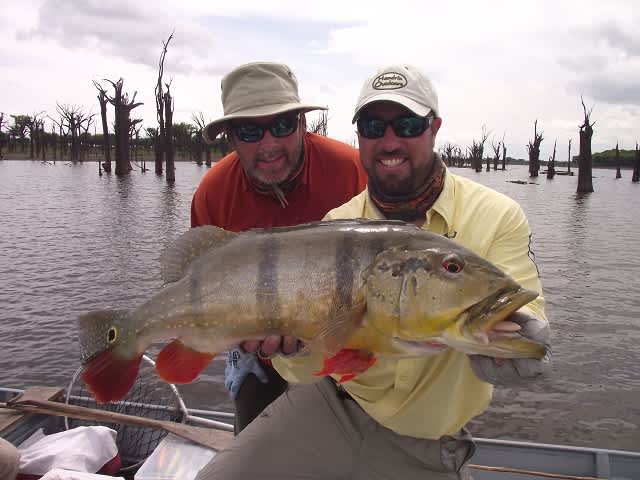 Searching for Peacock Bass on the Amazon River