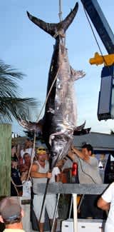 Anglers Land a 638-Pound Swordfish in Florida