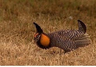 Greater Prairie Chickens, Once Almost Lost, Whoop it Up in Minnesota