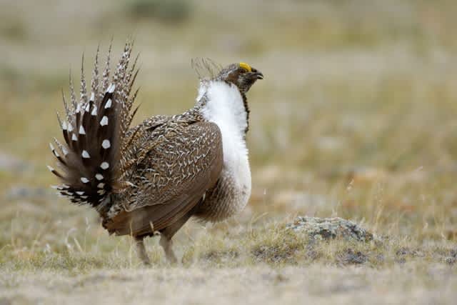 Final Round of Sage Grouse Trapping and Canadian Translocation Completed