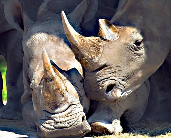 Unwitting Thief Steals Fake Rhino Horn from South African Lodge