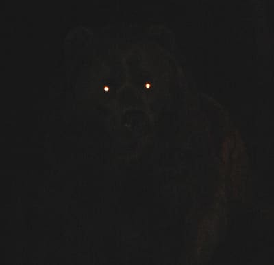 Kodiak Bear on the Loose After Escape from Alaskan Wildlife Refuge