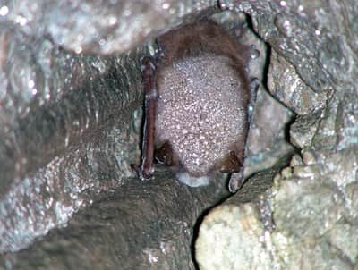 New Study Upholds Theory that White-Nose Syndrome Originated in Europe and was Introduced to North America