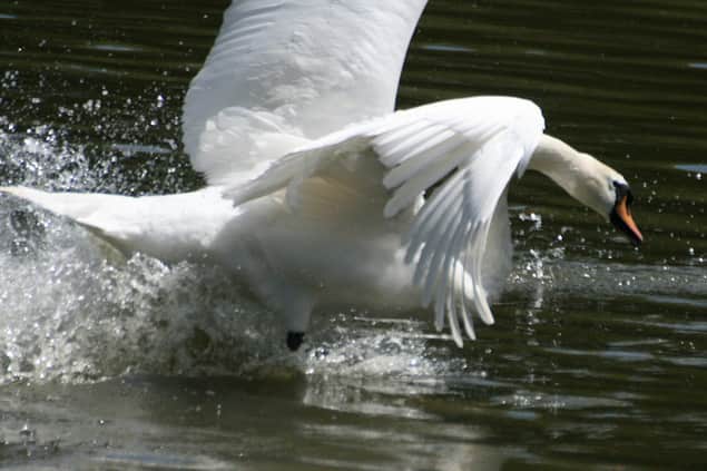 Angry Swan Sends Kayaker to His Death