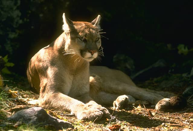 Nebraska Lawmakers Approve Mountain Lion Hunting Season