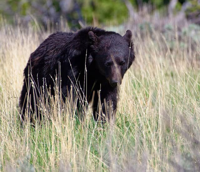 Washington Man Faces Nearly 40 Counts of Bear Baiting