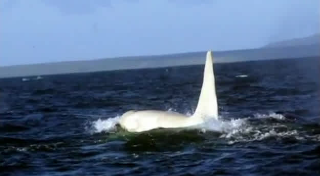 Video: First-Ever Albino Killer Whale Filmed Off Russian Coast