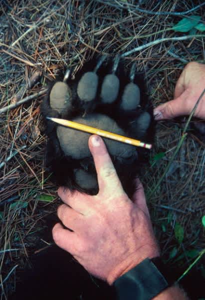 New York Regulates Sale of Bear Parts in Effort to Prevent Poaching